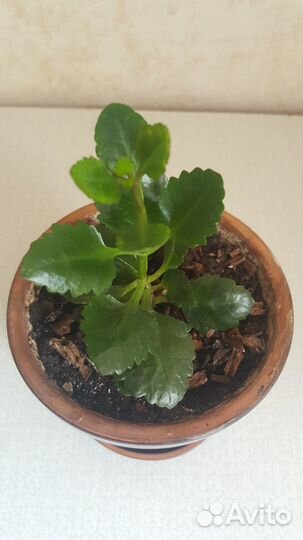 Каланхоэ Каландива цветущее оранжевый