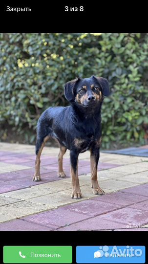 Собака в добрые руки отдам бесплатно