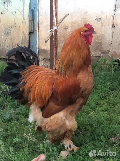 Петух брама