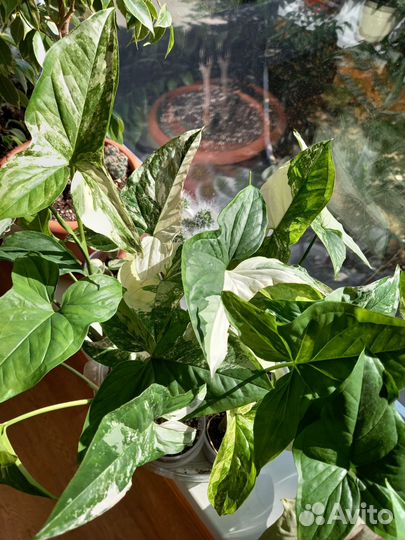 Комнатные цветы