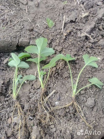 Земклуника пенелопа ростки