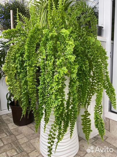 Папоротник комнатный