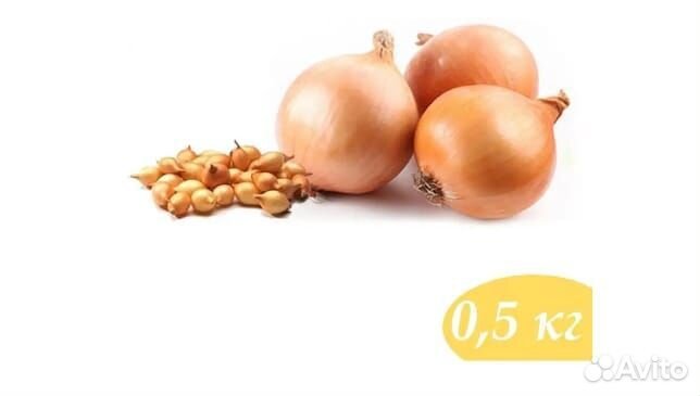 Лук севок Стурон