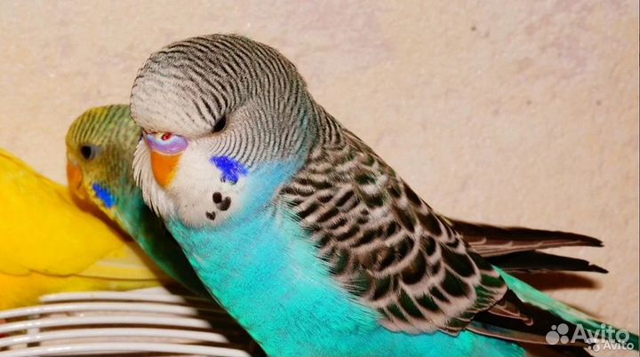 Птенчики 35-55 дней волнистых попугаев