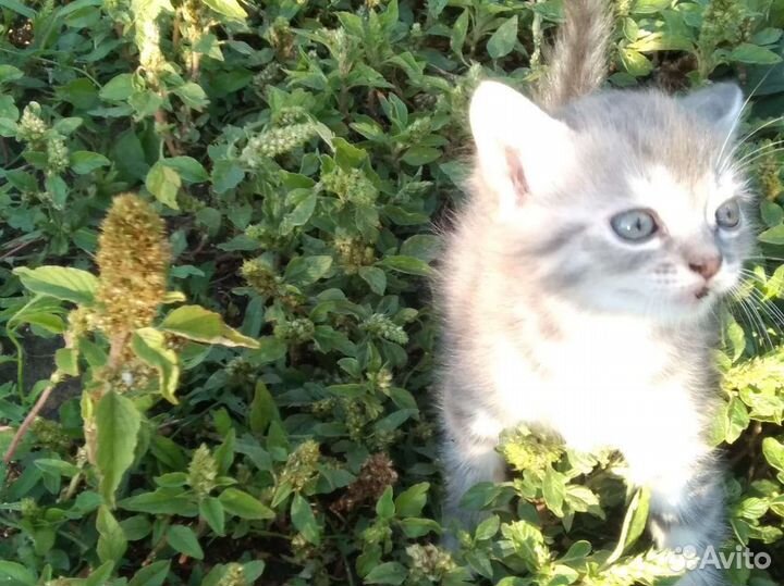 Кошка в дар бесплатно