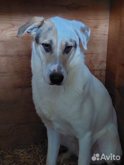 Молодой красавчик Зевс очень ждёт вас на прогулку