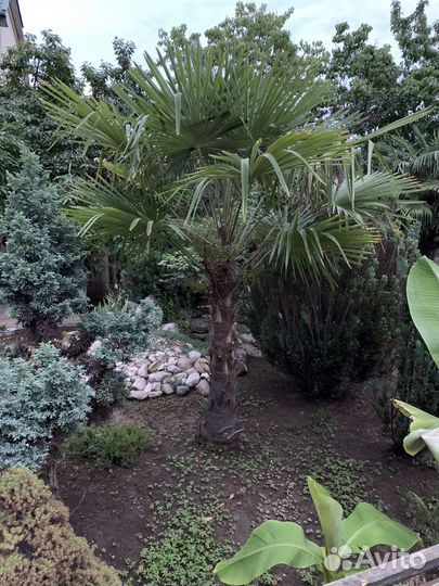 Пальма трахикарпус форчуна