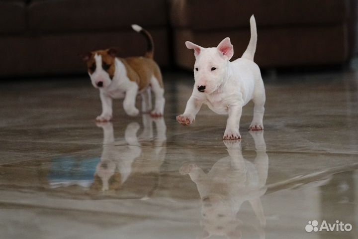 Чистая блондинка мбт