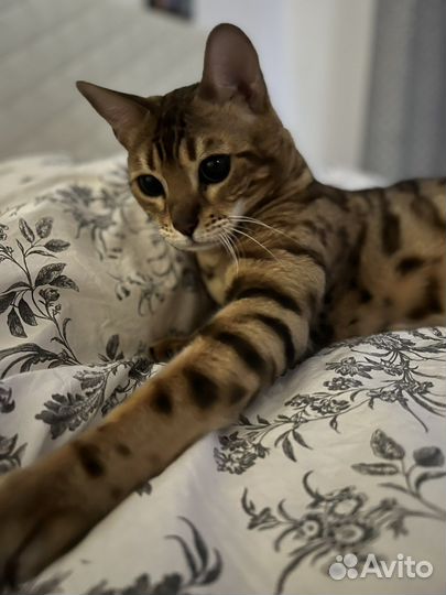Бенгальская кошка вязка