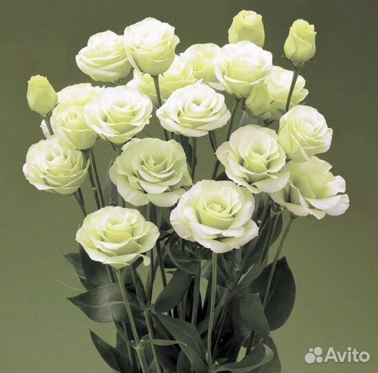 Семена эустомы