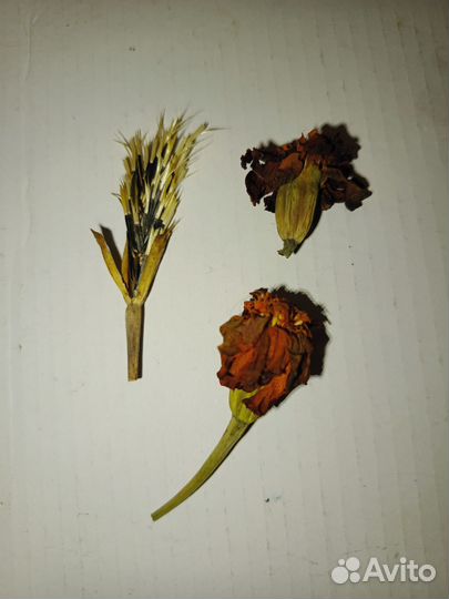 Семена бархатцы домашние