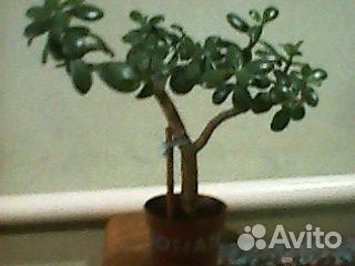Красивое денежное дерево, высота 30 см
