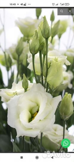 Профессиональные семена эустомы