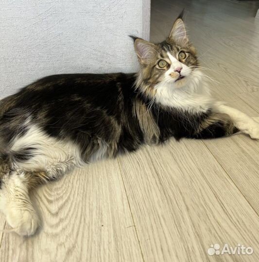 Мейн-кун котенок