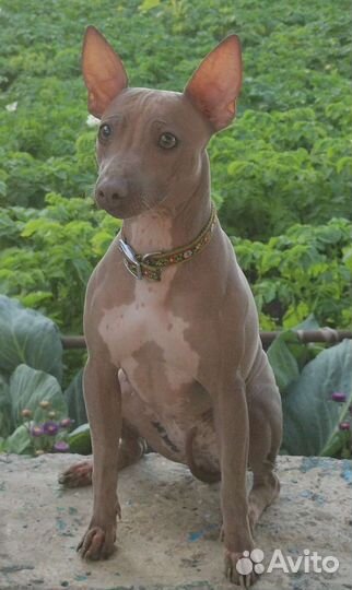 Для Ценителей породы Американский.Голый.Терьер