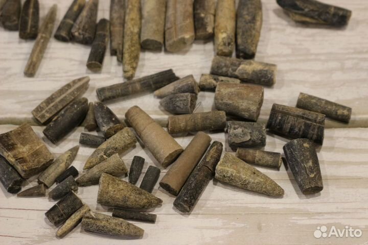 Белемниты чертовы пальцы