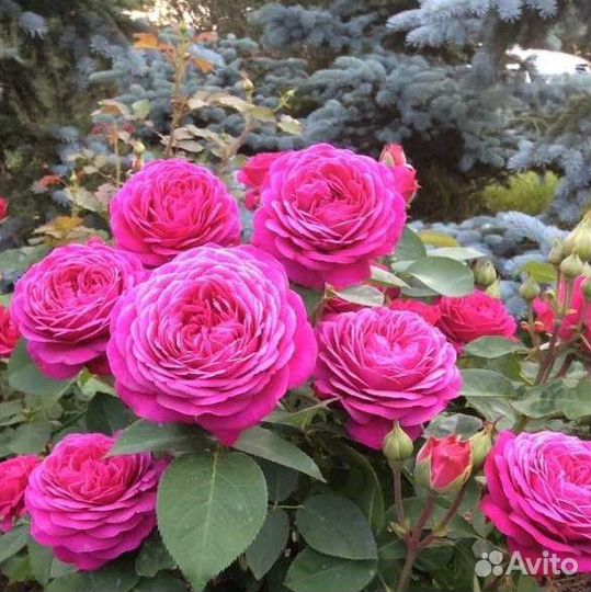 Роза Лоран Каброль Коралловые Сиреневые