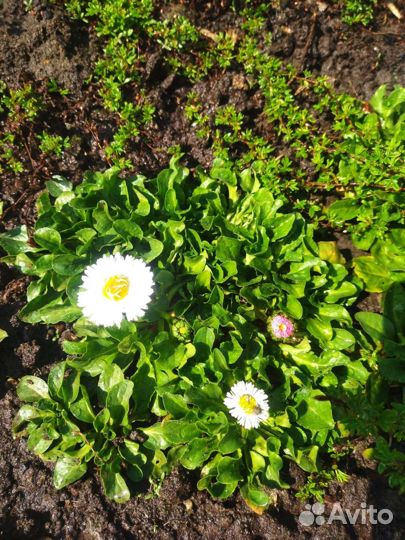 Маргаритки