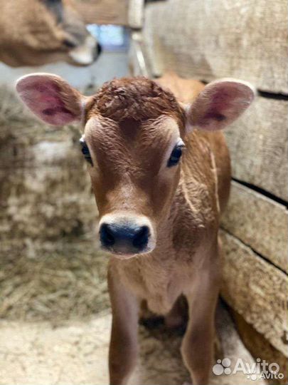 Крс бычки молодняк