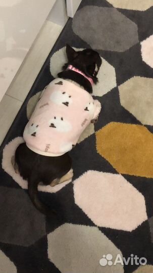 Одежда для собак