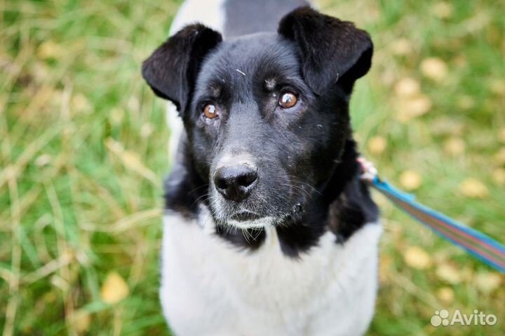 Собака Йоши из приюта