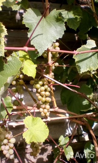 Виноград 2 года аромат лета