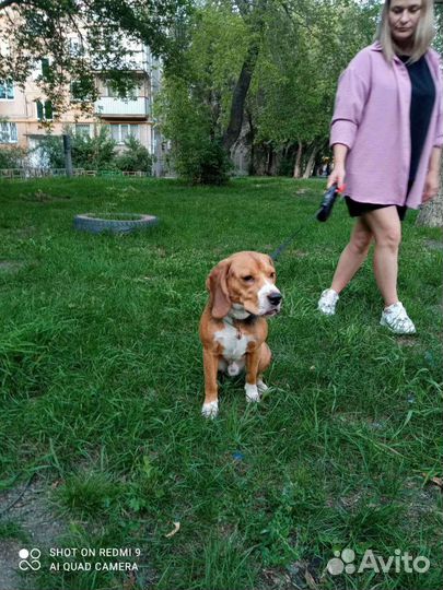 Ищем девочку для вязки нам 10 месяцев