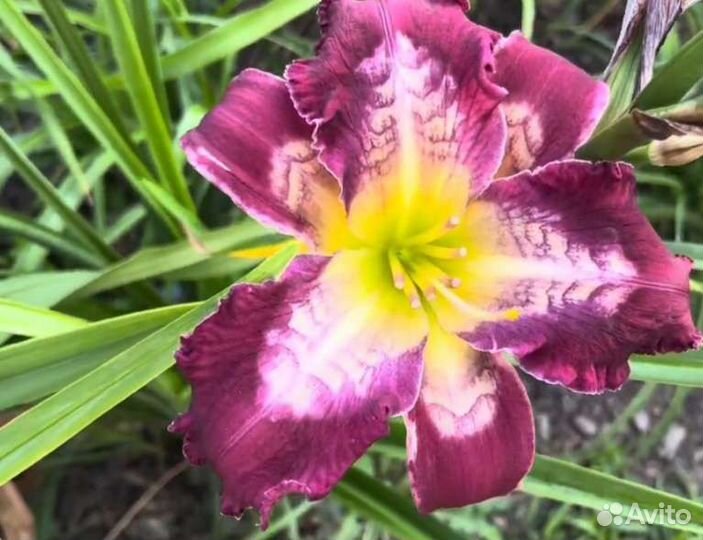 Лилейники структурные,последних лет селекции США