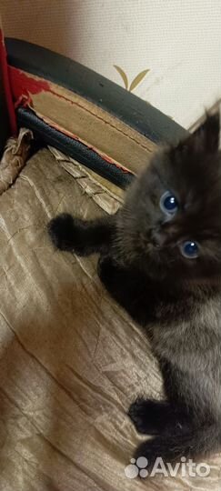 Помесь бобтейла