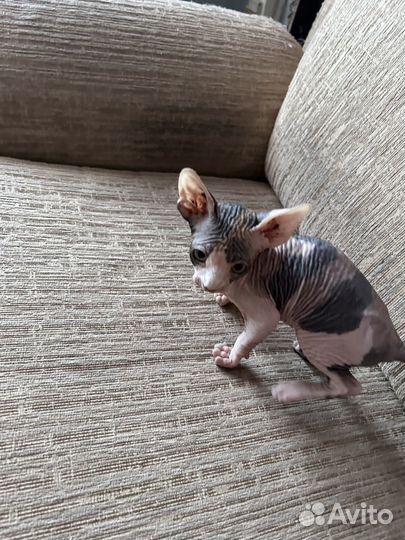 Канадский сфинкс