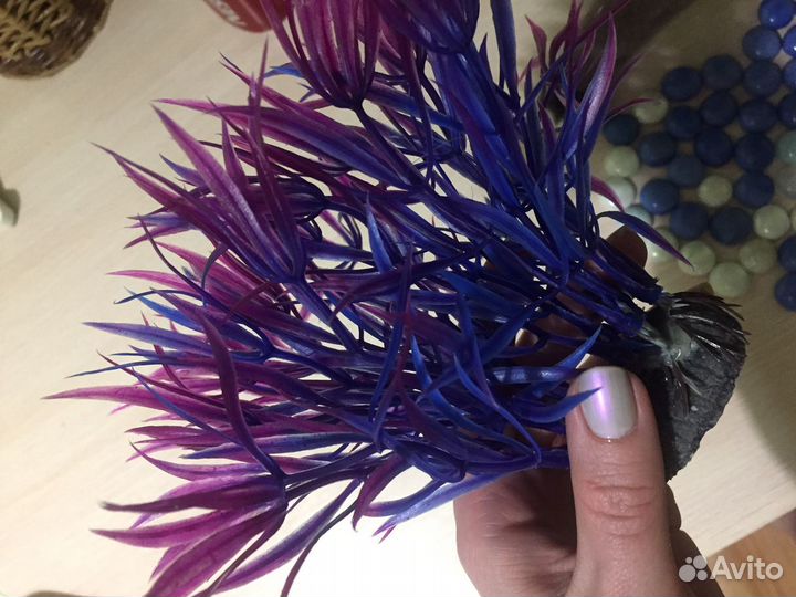 Водоросль и камни в аквариум