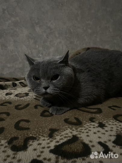 Британская кошка