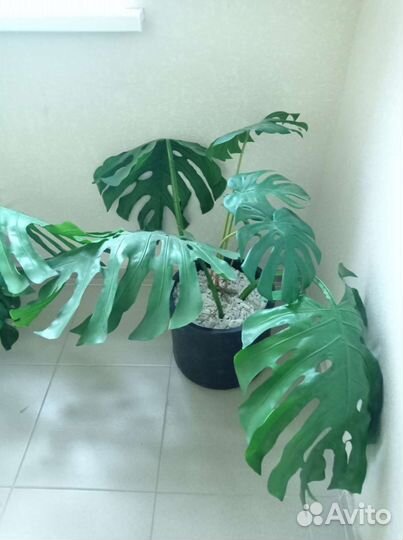 Монстера кошпо, искусственное растение