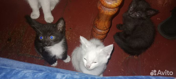 Котики