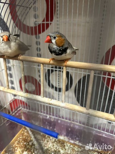 Амадин Самец