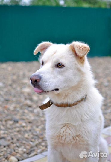 Собака в добрые руки