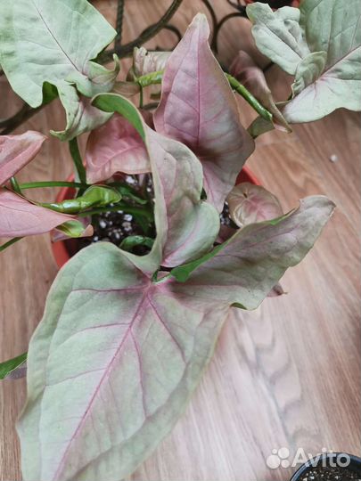 Сингониумы, Филодендроны, Монстера, Ледебурия