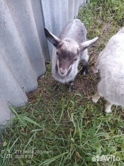 Продаются козлята от зааненских коз