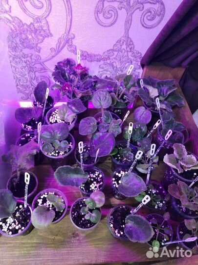 Фиалка детки набором