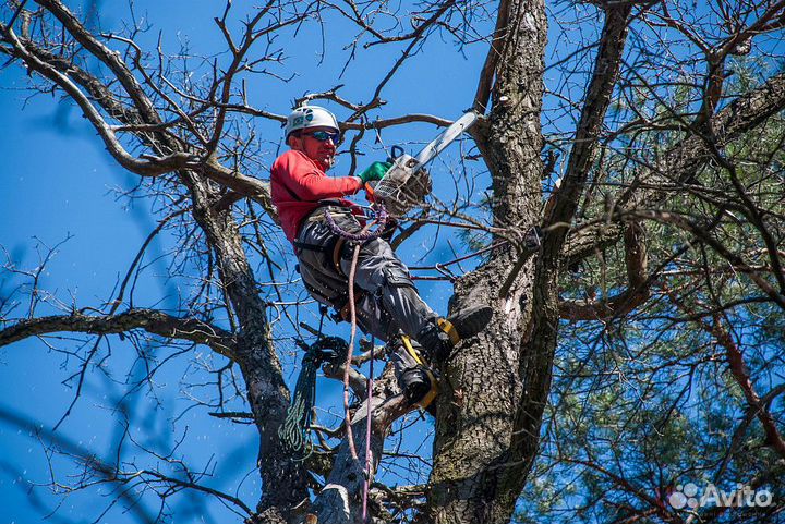 Спил и вывоз деревьев