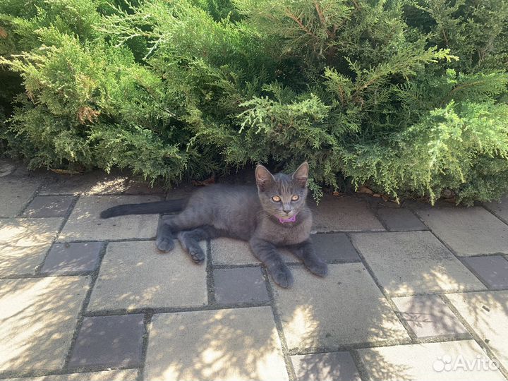 Котята в добрые руки бесплатно
