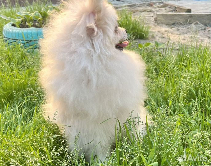 Померанский щпиц девочка