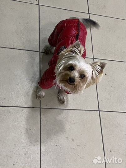 Йоркширский терьер