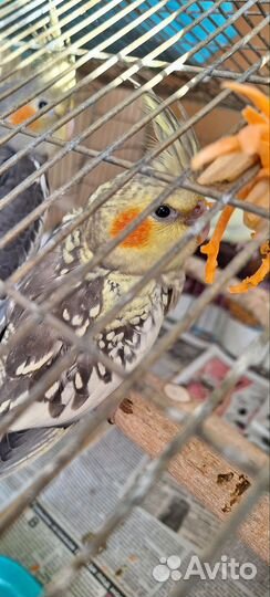 Попугай корелла