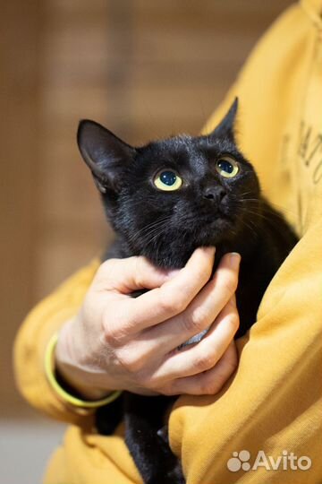 Ласкушка котодевочка Кэсси ищет доброе сердечко