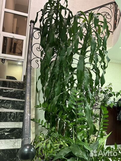 Пальма драцена