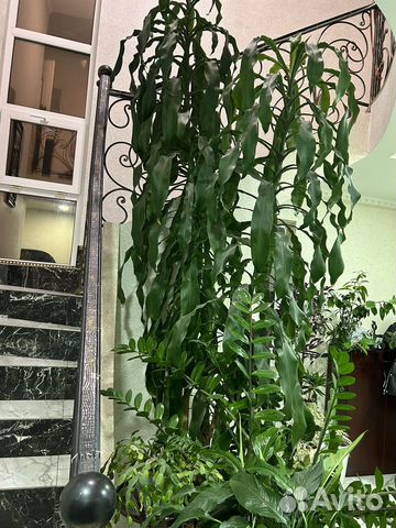 Пальма драцена