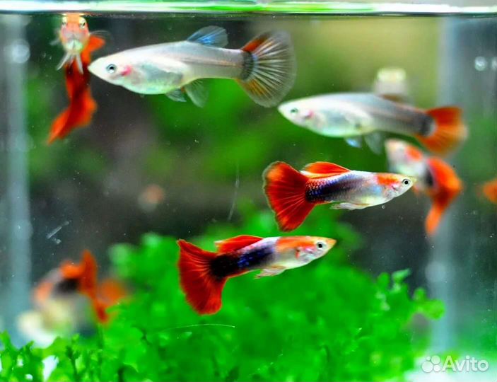 Рыба аквариумная по заказу и в наличии,оборудовани