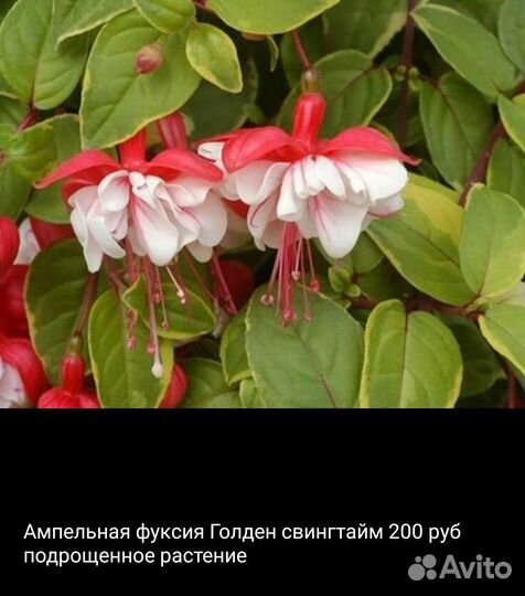 Фуксии