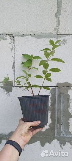 Гортензия метельчатая